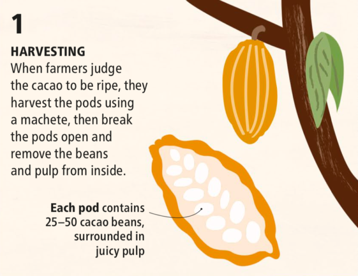 Sau khi trái chín, người nông dân thu hoạch và bắt đầu tách hạt cacao với lớp nhầy bên trong ra